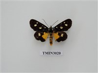 藏品(夜蛾648)的圖片